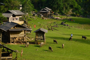Discover the Pristine Charm of Hang Tau Village in Moc Chau